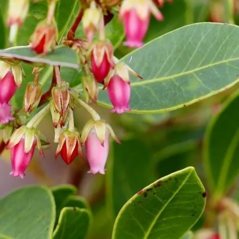 thumbnail for publication: Lyonia lucida, Fetterbush